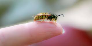 It is not possible to completely avoid a bee sting. Wasp Stings Treatments Home Remedies And Alarming Symptoms