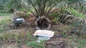 Pokok akan subur dan berbuah lebat. Baja Kelapa Sawit Bermutu Tinggi Buah Sawit Berat Garden Items For Sale In Pengerang Johor Mudah My