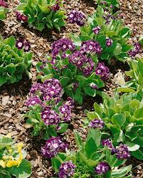 Image result for Primula x pubescens