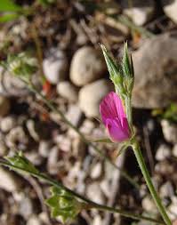 Image result for Microcharis latifolia