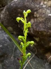 Image result for Crepidorhopalon namuliensis