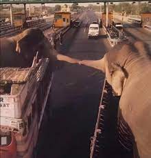 Elephants show love and loyalty before separation