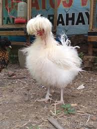 Polish Silky Ayam Hiasan Hewan
