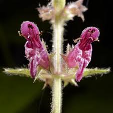 Image result for Stachys aculeolata
