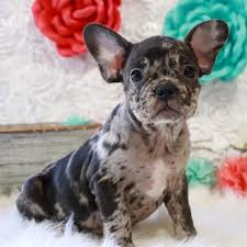 Lancaster puppies advertises puppies for sale in pa, as well as ohio, indiana, new york and other states. French Bulldog Puppies For Sale Near Me Usa Canada Australia Eu