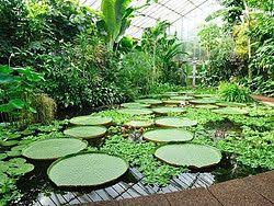 Real Jardin Botanico De Edimburgo Horario Precio Y Ubicacion En 2020 Real Jardin Botanico Jardin Botanico Madrid Jardin Botanico