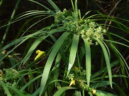 Image result for Cyperus sp. no. 1