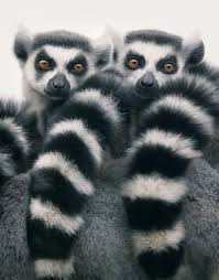 Resultado de imagen de fotos de animales en peligro de extinción