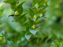 Image result for Selaginella chevalieri