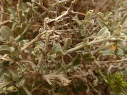 Image result for Seddera