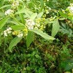 Image result for Ethulia