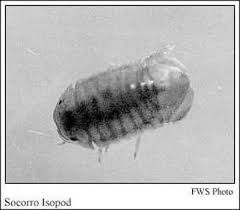 Image result for Pseudopod Ospermum