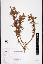 Image result for Kotschya ochreata