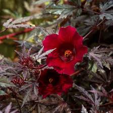 Image result for Hibiscus acetosella