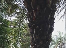 Image result for Phoenix pusilla