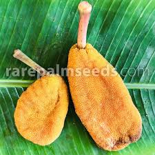 Image result for Musanga