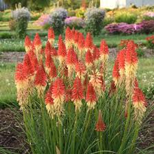 Image result for Kniphofia princeae
