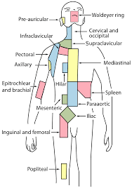 The cervical lymph nodes, found in the neck, are the most common site of lymphadenopathy. Cervical Lymph Nodes Wikipedia