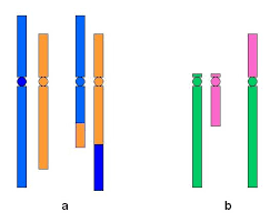 1:29 robertsonian translocation, a genetic defect of cattle. Translokation Humangenetisches Glossar Knw Kindernetzwerk E V