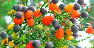 Feb 19, 2019 · if the tree is indeed the type that is usually grown outdoors as a fruit tree (ficus carica), my first guess is that your tree is not getting enough sun. Uberfacts ×'×˜×•×•×™×˜×¨ The Fruit Salad Tree Can Grow Up To Seven Different Fruits On One Tree