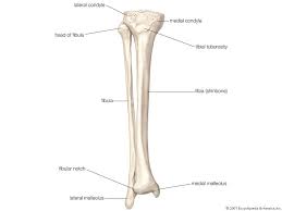 Together with the upper leg it forms the lower extremity. Exploring Human Bones Fact Or Fiction Britannica