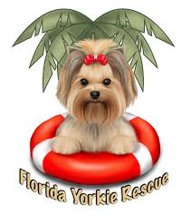 Most of our havanese puppies have been shipped or delivered to the following states: Florida Yorkie Rescue Inc Reviews And Ratings Palm City Fl Donate Volunteer Review Greatnonprofits