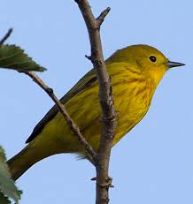 The yellow warbler (setophaga petechia) is a new world warbler species. Yellow Warbler Oklahoma City Audubon Society