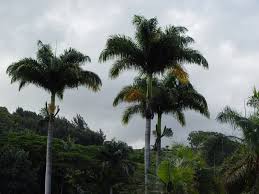 Image result for Roystonea oleracea