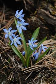 Image result for Scilla achtenii