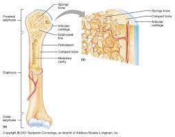 Pin By Nuwoo Dunlap On Geek Anatomy Bones Anatomy And Physiology Nursing Education