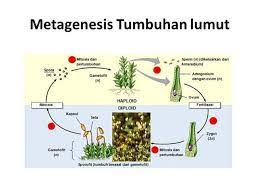 Maybe you would like to learn more about one of these? Noministnow Gambar Skema Pergiliran Keturunan Metagenesis Pada Tumbuhan Paku
