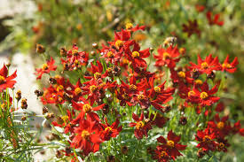 Image result for Coreopsis tinctoria