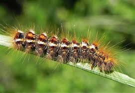 These caterpillars attach one end of themselves to the surface of a plant and lie in ambush. Toxic Brown Tail Moth Caterpillar Infestation Found Near A28 In Hersden Canterbury