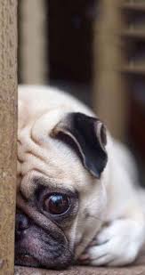 Use them in commercial designs under lifetime, perpetual & worldwide rights. Fat Dogs Wallpapers Wallpaper Cave