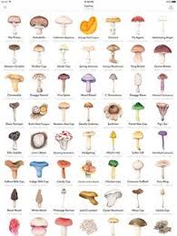 13 Best Mushroom Charts Images