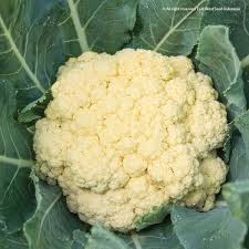 Kembang kol atau bunga kol adalah tanaman milik kelompok botrytis dari brassica oleracea. Giga F1