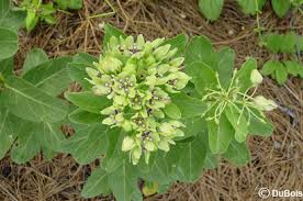 Green Antelopehorn Milkweed Asclepias Viridis For Naba Certified Butterfly Gardens