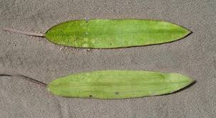 Image result for Aponogeton rehmannii