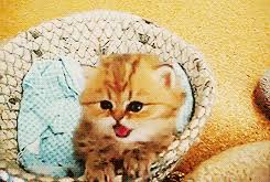 When news of a pet food recall breaks, take notice. Animals Cat Licking Gif Find On Gifer