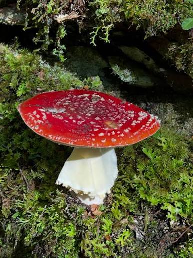 It's not always about the big vistas on Tasmania's Overland Track. The mosses, fungi and lichen are pretty special too. If you read my last post you'll know fungi have been around