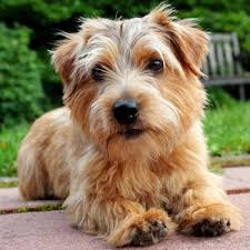 The norwich terrier is among the seemingly endless variety of terriers bred to control britain's rodent population. Norfolk Terrier Breed Information Characteristics Heath Problems Dogzone Com