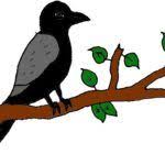 Easy Koyal Bird Drawing For Kids 