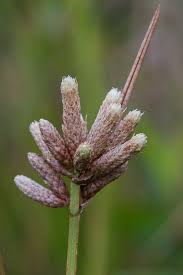 Image result for Hypolytrum