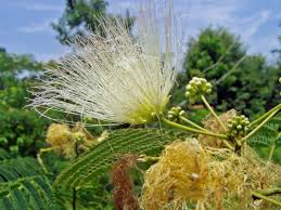 Image result for Albizia grandibracteata