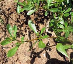 Image result for Glinus