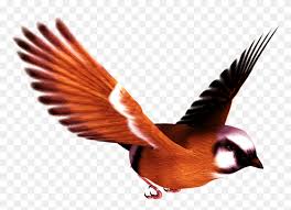In general, birds are inspiring and fun to watch. Flying Bird Transparent Free Png Download Png Vector Birds Flying Png Stunning Free Transparent Png Clipart Images Free Download