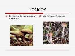 Los hongos que las causan prosperan en áreas húmedas y cálidas. Anfetaminas Y Alucinogenos Ppt Descargar