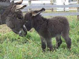 funny donkey cute baby cute animals cute baby animals animals