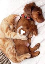 This Is How I Found Them After Playing All Day Nonstop In 2020 Puppies Cats Kitty