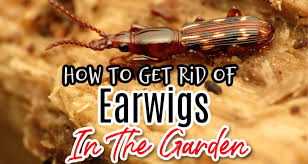 This will cause the soil to dry out as a sustainability expert, she has also written thousands of articles and books on homesteading, growing organic food and how to use herbs and. How To Get Rid Of Earwigs
